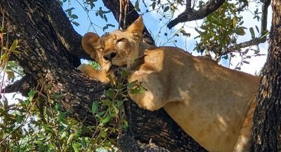 Best 3 Days Tarangire, Manyara and Ngorongoro Safaris