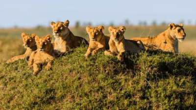 6 Days Tarangire Serengeti Lake Manyara and Ngorongoro