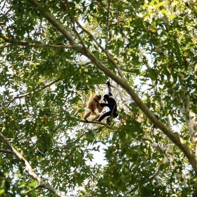 Cat Tien Escape: Into the Heart of Nature