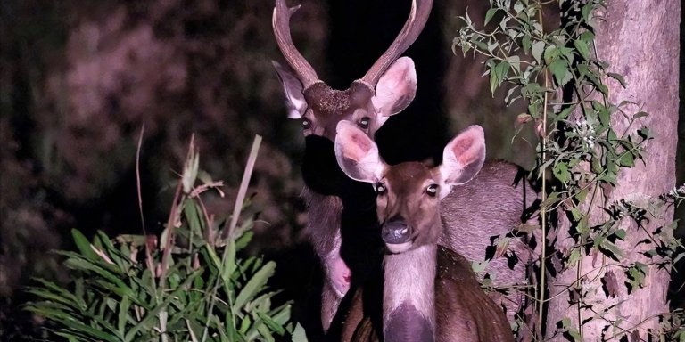 Cat Tien Escape: Into the Heart of Nature
