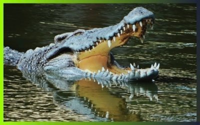 Cat Tien National Park: Jungle Bath For Soul