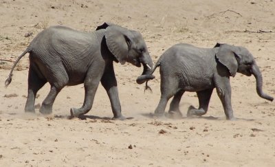 8-Day Classic Kenya Safari: Big Five Encounters & Scenic Beauty