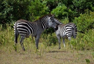 Selous Safari: 4 Days from Dar es Salaam