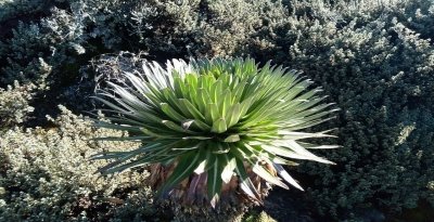 The Best 7-Day Rongai Route to Kilimanjaro Climbing