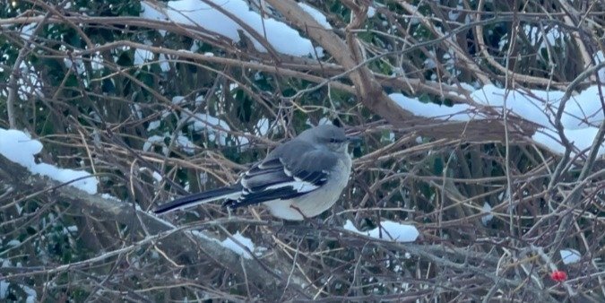 Beginner Bird Tour of Central Park, NYC!