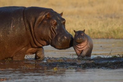 3 days  Hwange National Park Budget Safari