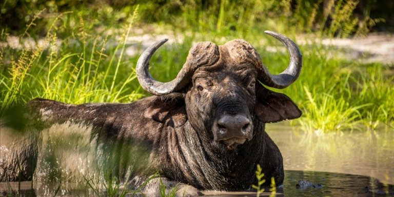 3 days  Hwange National Park Mid Range Safari