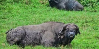 4 days Masai Mara Lake Nakuru Safari