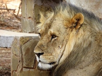 3 days Exploring Kenya Masai Mara Safari from Nairobi