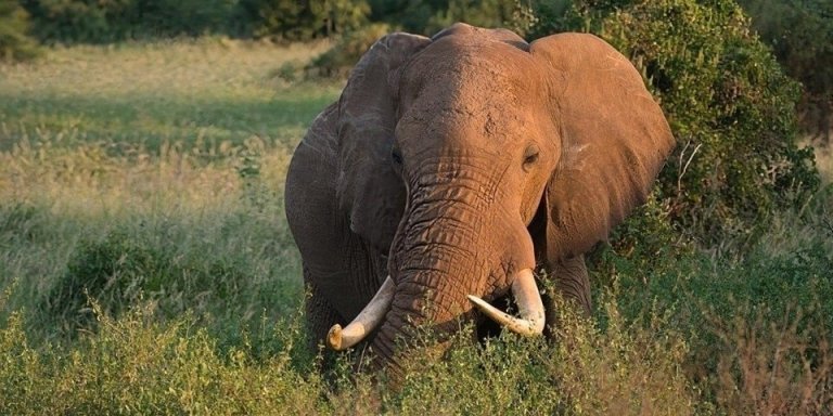 6 Days Serengeti Ngorongoro Lake Manyara Safari