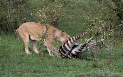 6 Days Serengeti Ngorongoro Lake Manyara Safari