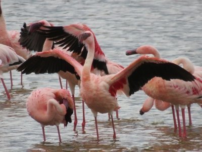 4 Days Serengeti and Ngorongoro joining camping safari