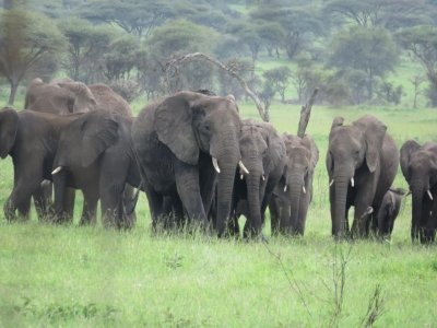 6 Days to the Great animal Migration Northern Serengeti