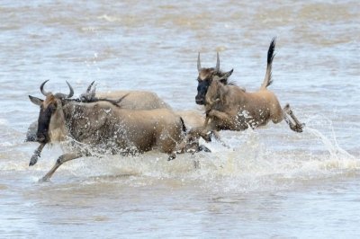 6 Days Wildebeest Migration mid range safari