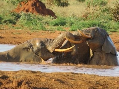 7-Day Great Kenya Wildlife Safari From Nairobi to Mombasa