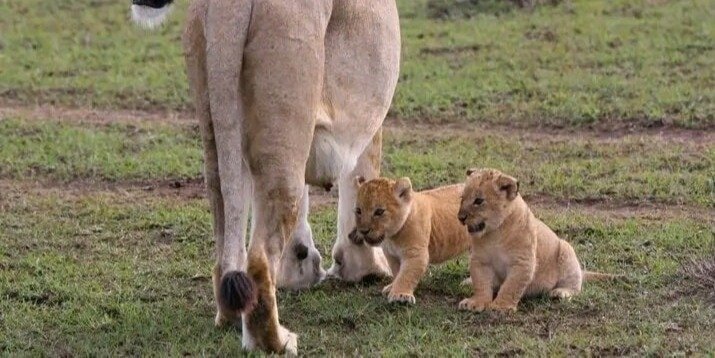 7-Day Great Kenya Wildlife Safari From Nairobi to Mombasa