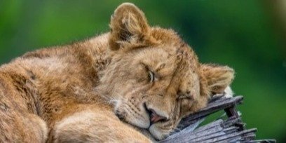 3-Day Serengeti Safari Adventure