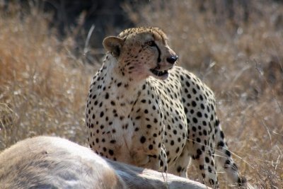 Kruger National Park 4 Day Safari - En Suite Chalet (Private)