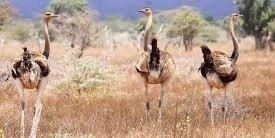 5 Days of Thrilling Safari Adventures in Tanzania’s Best Parks