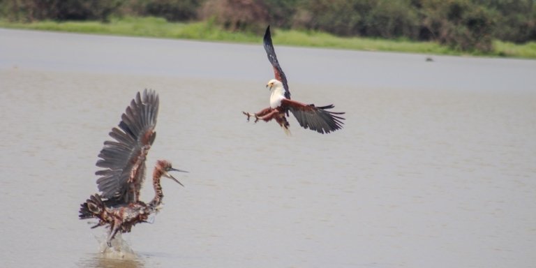 Day Trip - Selous Day Safari Tour
