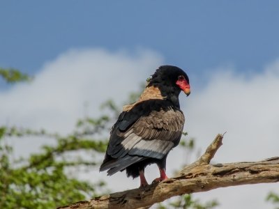 Day Trip - Selous Day Safari Tour