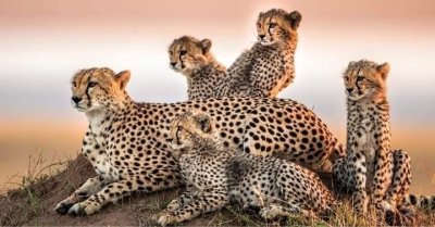 Discover Masai Mara in 3 Days – Wildlife, Culture & Comfort