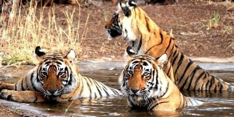 Delhi, Agra, Jaipur & Ranthambhore Tiger Safari Reserve 5-Day Tour