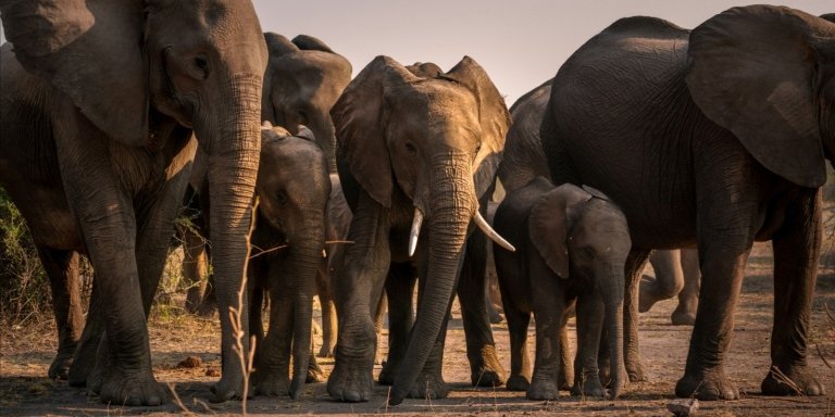 CHOBE DAY TRIP