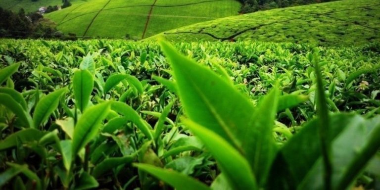 1 day tour to Kiambethu Tea farm from Nairobi