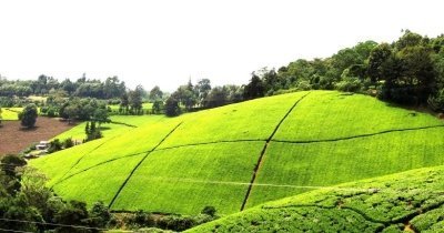 1 day tour to Kiambethu Tea farm from Nairobi