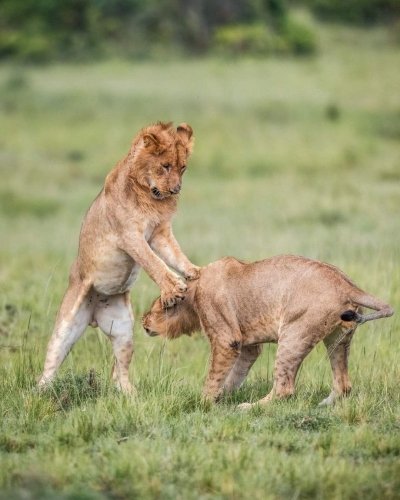 Explore masai mara lake Nakuru lake Naivasha Amboseli