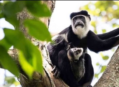 Tanzania Odyssey: 4 Days Adventure