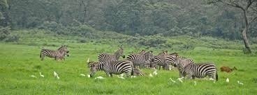 6-Day Serengeti, Tarangire & Ngorongoro Safari