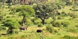 6-Day Serengeti, Tarangire & Ngorongoro Safari