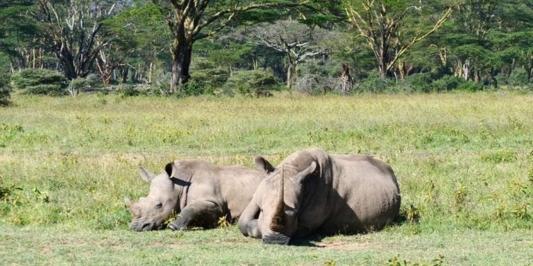 4-Day Nairobi to Mombasa Safari over looking Mt. Kilimanjaro