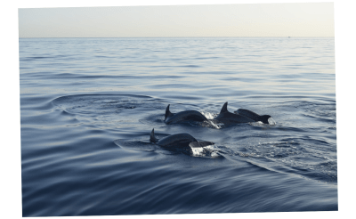 Dolphin Boat Tour in Benalmadena