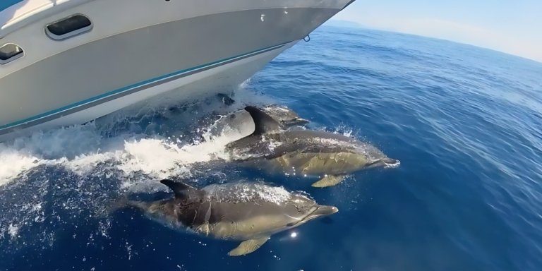 Dolphin Boat Tour in Benalmadena