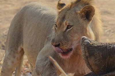 7 Day - Victoria Falls & Hwange NP  Luxury Tented Camps Safari