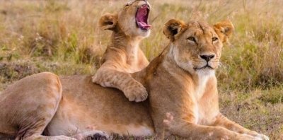 3 days to Murchison falls national park Uganda safari