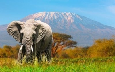 7-Day Luxury Safari: Amboseli, Nakuru, Naivasha & Masai Mara