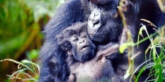 3 Days Gorilla Trekking Safari in Uganda