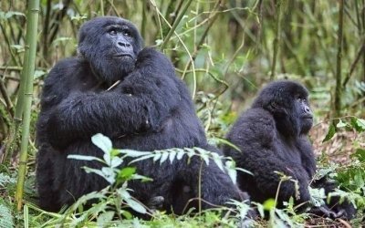 3 Days Gorilla Trekking Safari in Uganda