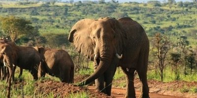 3 Days Uganda safari to Queen Elizabeth national park