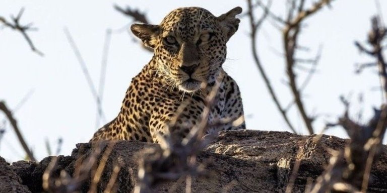 8-Day Amboseli Park, Lake Nakuru, Maasai Mara Park
