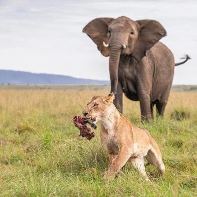 3 Days, 2 Nights Maasai Mara Luxury Safari Itinerary