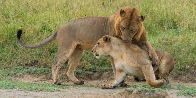 3 Days, 2 Nights Maasai Mara Luxury Safari Itinerary