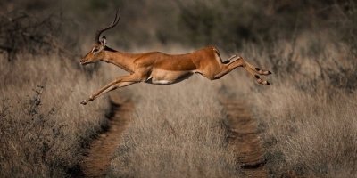 Day Trip-Mikumi Day safari from Dar es salaam via SGR