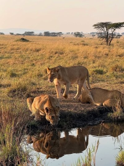 Day Trip-Mikumi Day safari from Dar es salaam via SGR