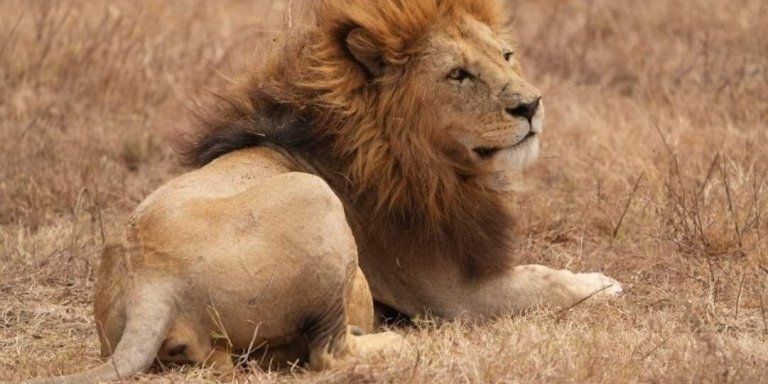 4-Day Game Maasai Mara with Lake Naivasha Geographical