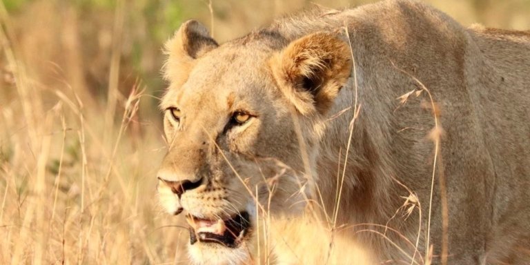 7 Day Nairobi city Naivasha, Mt Longonot, Elementaita Amboseli NP